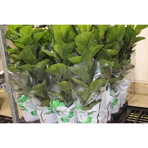 FICUS LYRATA BAMBINO P15 COMPACTO