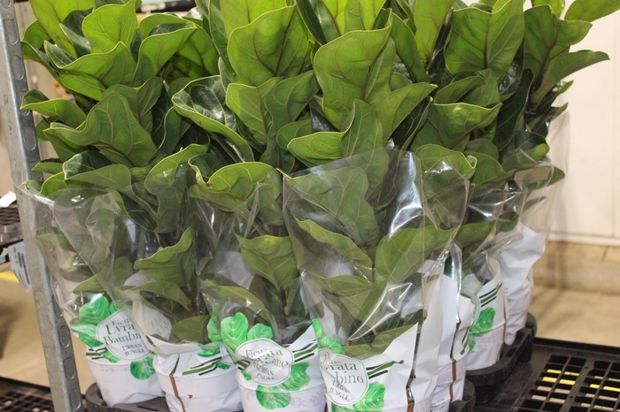 <h4>FICUS LYRATA BAMBINO P15 COMPACTO</h4>