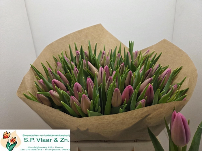 <h4>TU EN AIRBUS</h4>