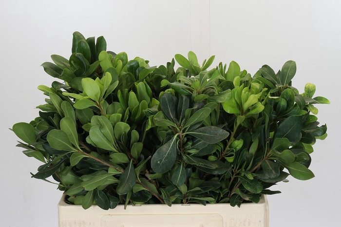 <h4>Pittosporum Nurit</h4>