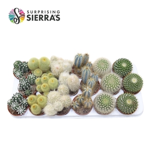 Sierra's® - Granada Cactus Mix (Prime)