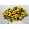 Helianthus Orange Fire