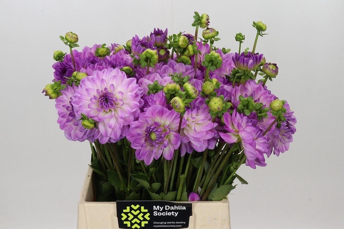 <h4>DAHLIA  'MEDITERRANNEE'</h4>