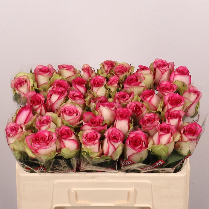 <h4>R GR MONIQUE</h4>