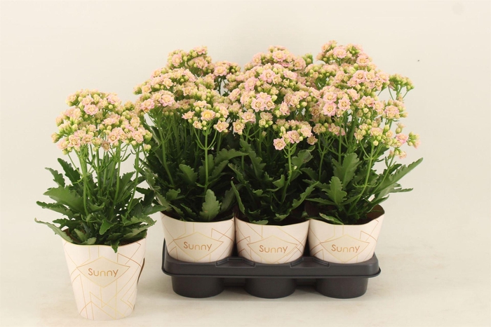 <h4>Kalanchoe  'MoreFlow Sunny Pink'</h4>
