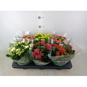 Kalanchoe blos. 'Rosalina'  ..mix 5