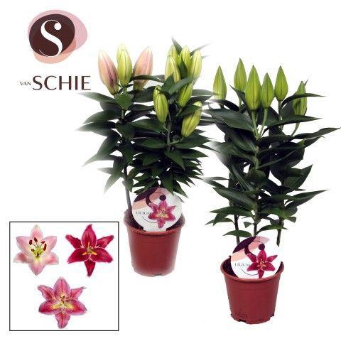 <h4>Oriental Roze 3pp</h4>