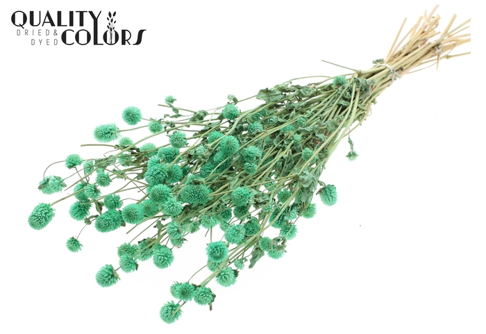<h4>Gomphrena per bunch Mint</h4>