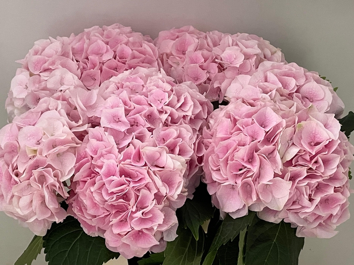 <h4>HYDR M MY PINKTOU RZ</h4>