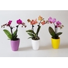 PHALAENOPSIS-HYB P6 2T CARLY