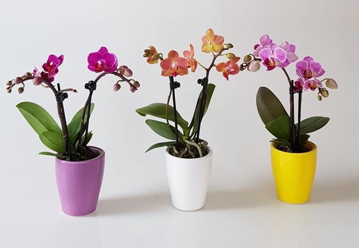PHALAENOPSIS-HYB P6 2T CARLY