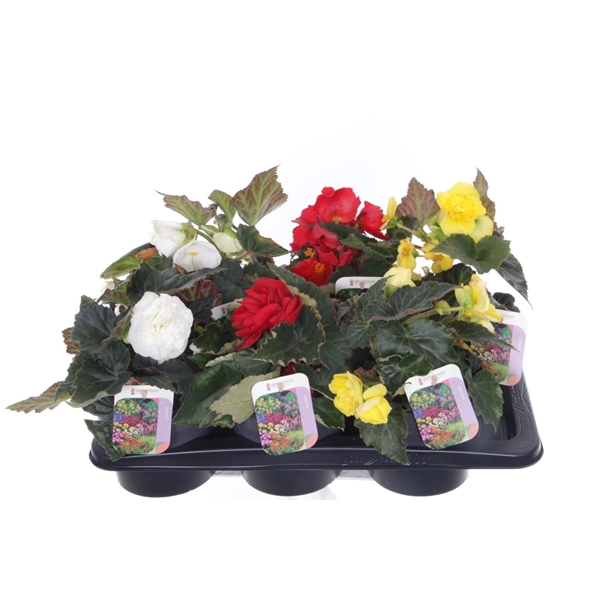 <h4>Begonia Mix</h4>