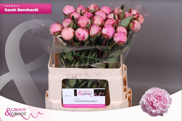 <h4>Paeonia Sarah Bernhardt</h4>