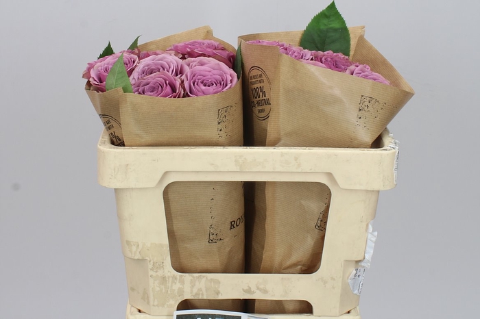 <h4>Rosa Gr Garden Smokey Eyes</h4>