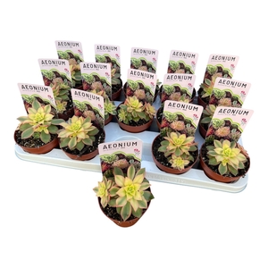 AEONIUM AB VELOURS