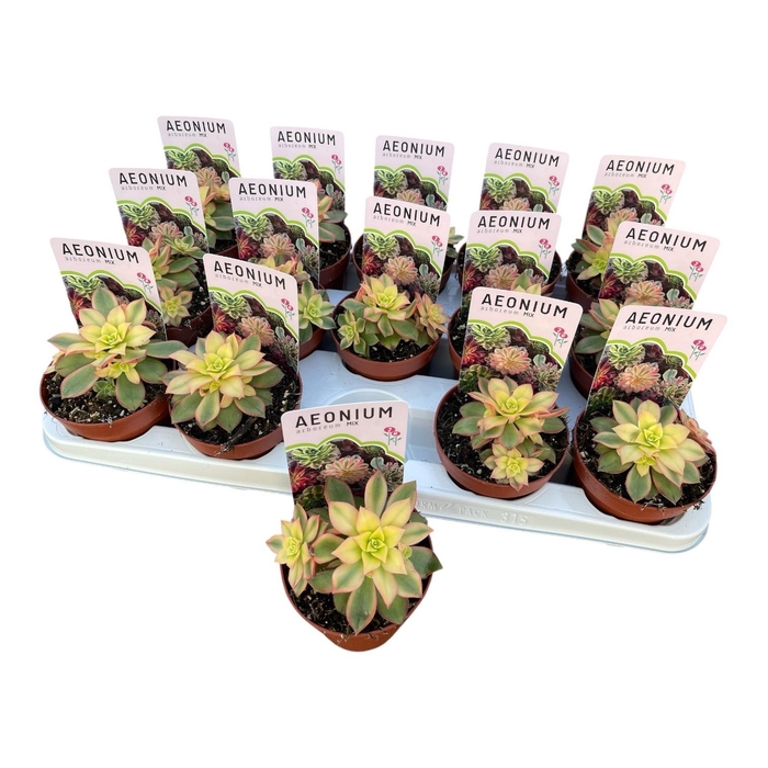 <h4>AEONIUM AB VELOURS</h4>