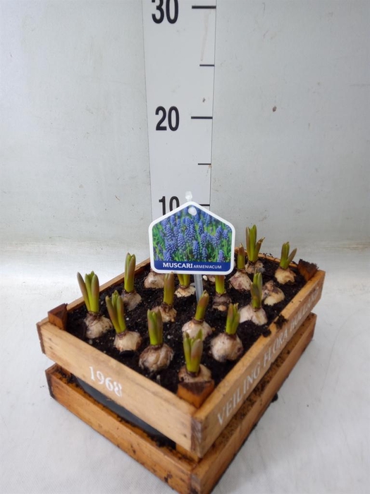 <h4>Arr.  Muscari L%</h4>