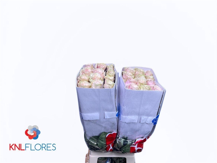 <h4>R Gr Pink Mondial</h4>