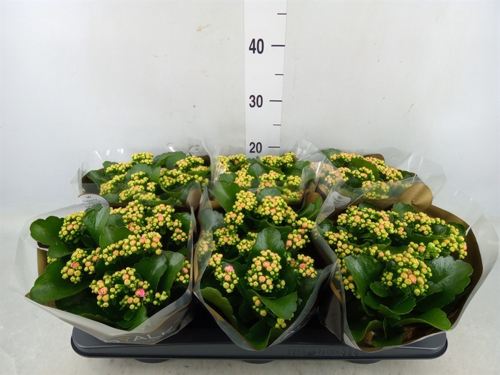 <h4>Kalanchoe blos. 'RosDon Alano'</h4>