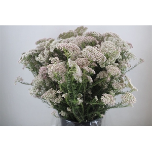 Rice Flower Light Pink P Bunch
