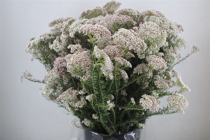 <h4>Rice Flower Light Pink P Bunch</h4>