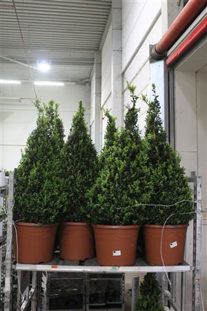 <h4>Buxu Sempervirens</h4>