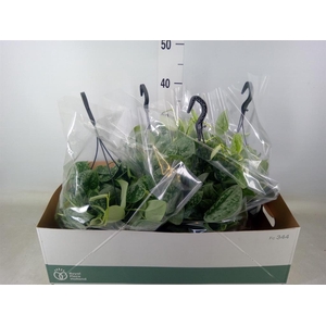 Scindapsus pictus 'Silvery Ann'