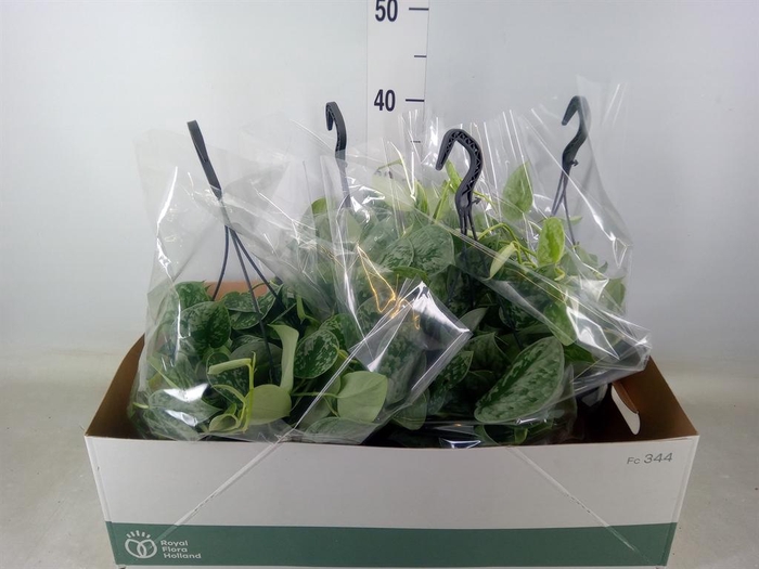 <h4>Scindapsus pictus 'Silvery Ann'</h4>