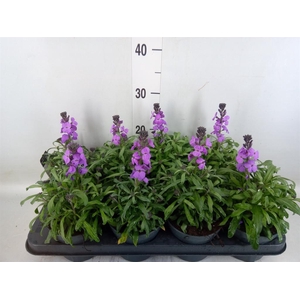 Erysimum linifolium 'Bowles Mauve'