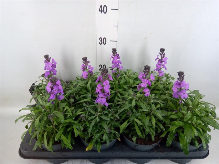 <h4>Erysimum linifolium 'Bowles Mauve'</h4>