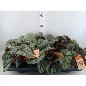 Begonia BD 'MagicColours Fedor'