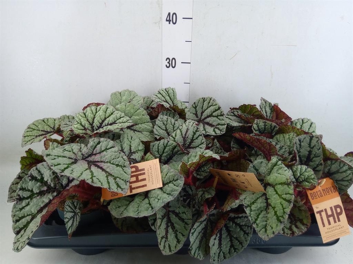 <h4>Begonia BD 'MagicColours Fedor'</h4>