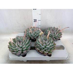 Echeveria  'Apus'