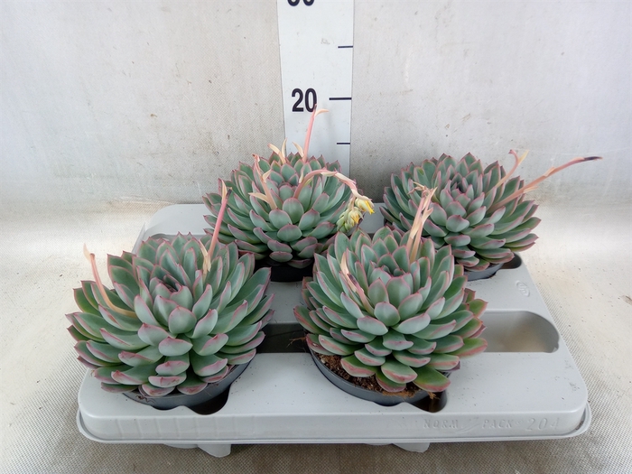 <h4>Echeveria  'Apus'</h4>