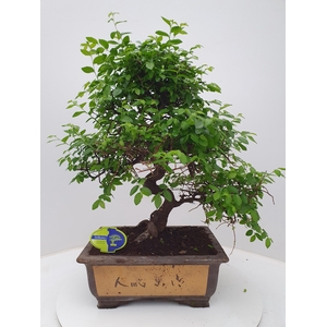 Zelkova parvifolia, 31 cm., shape, without drip tray