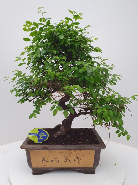 <h4>Zelkova parvifolia, 31 cm., shape, without drip tray</h4>