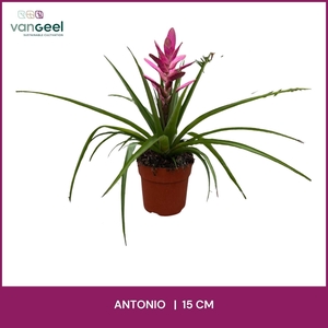 TILL ANTONIO