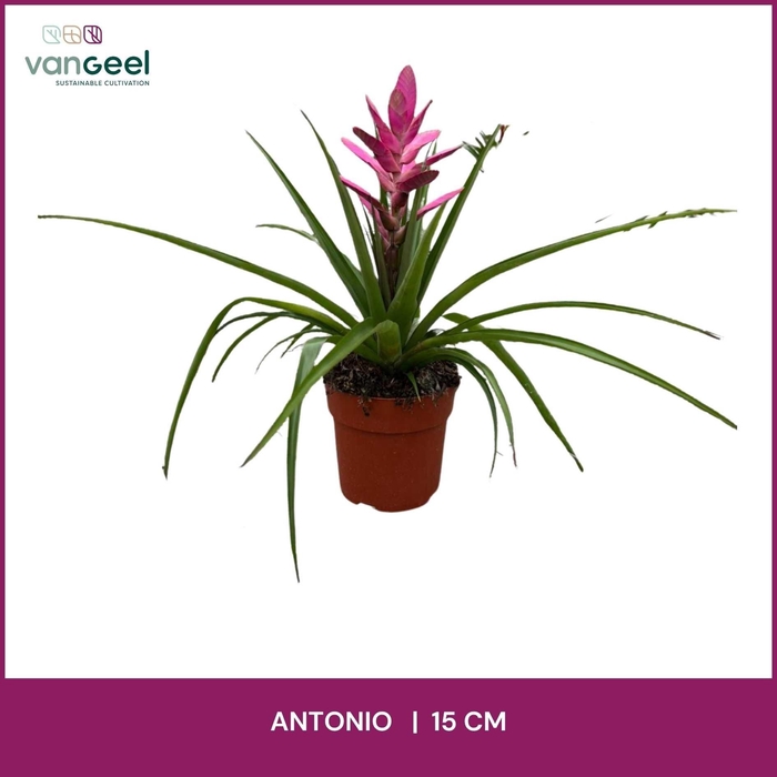 <h4>TILL ANTONIO</h4>