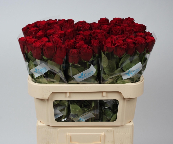 <h4>R GR UPPER CLASS</h4>