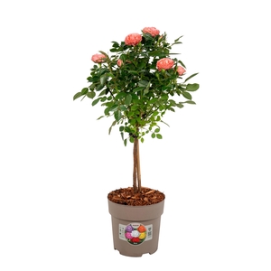 Stamrozen P15 Roze