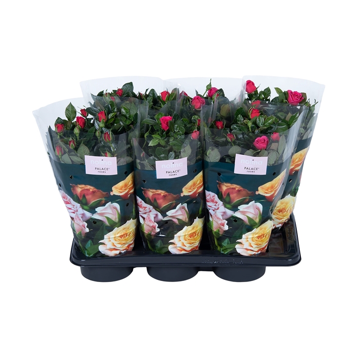 <h4>Nolina Roses Ø 17 cm Deep pink st. 0-1</h4>