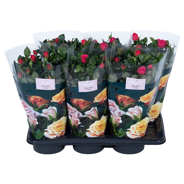 <h4>Nolina Roses Ø 17 cm Deep pink st. 0-1</h4>