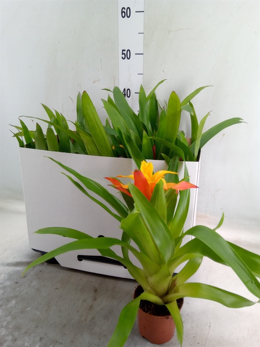 <h4>Guzmania   ...mix 5</h4>