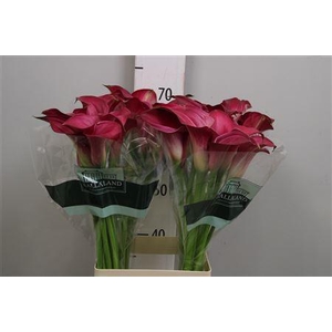 Zant Pink Jewel