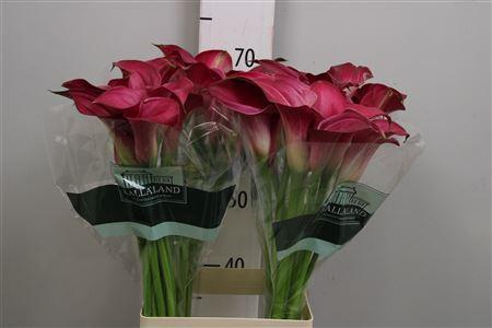 <h4>Zant Pink Jewel</h4>
