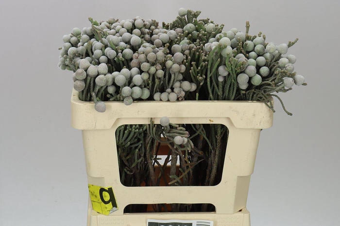 <h4>Kaaps Brunia Silver</h4>