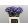 Agapanthus  Eyfori Light Blue