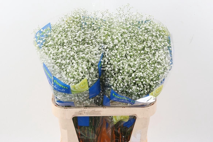 <h4>Gy Discovery 30gr</h4>