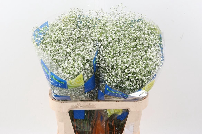 <h4>Gy Discovery 30gr</h4>