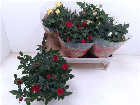 <h4>Ro Fav Ro Gem 4 Srt Schaal</h4>